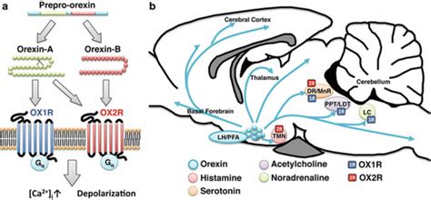 Orexin function, production and receptor