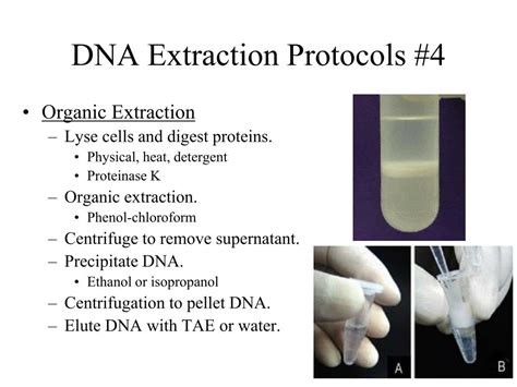 PPT - DNA Methodologies PowerPoint Presentation, free download - ID:149753