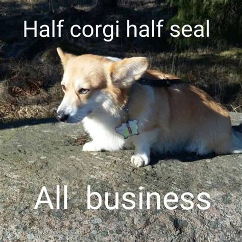 250+ Best Corgi Memes