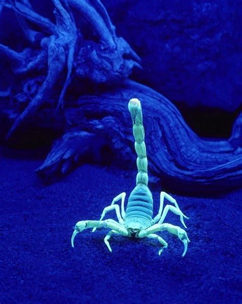 Scorpions glow under UV light Beautiful Creatures, Animals Beautiful ...