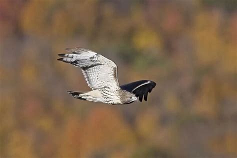 Red-tailed Hawk. Adult. CT in October USA Our beautiful Wall Art and ...