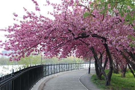 Little Dipper: How to Grow Cherry Blossoms