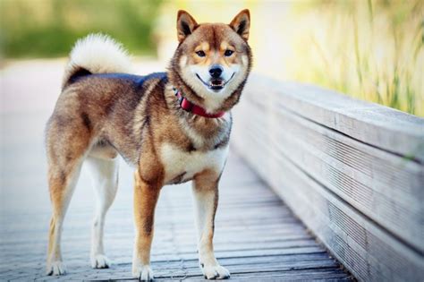 Shiba Inu Breed: Characteristics, Care & Photos | BeChewy