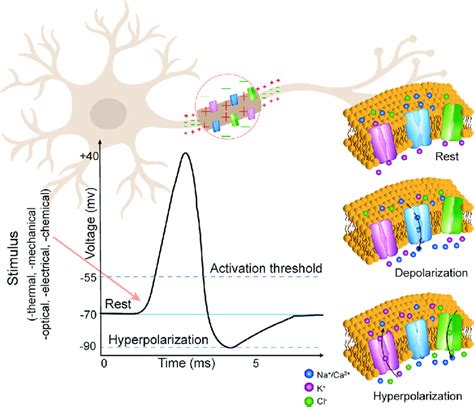 Principle of neuromodulation Electrical activity in the brain is the ...