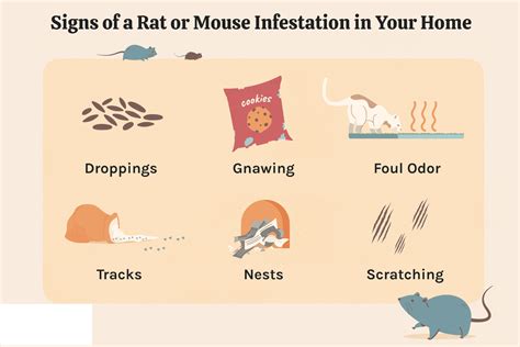 10 Common Signs of Rat Infestation in Your Home | Orion Pest Solutions