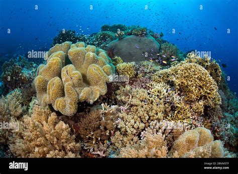 A busy coral head, with hard and soft corals. South Atoll, Tubbataha ...