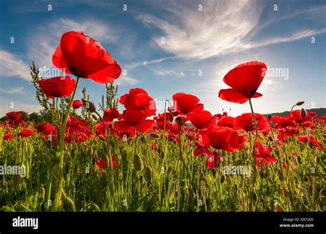 field of red poppy flower with sunburst shot from below. beautiful nature background against the ...