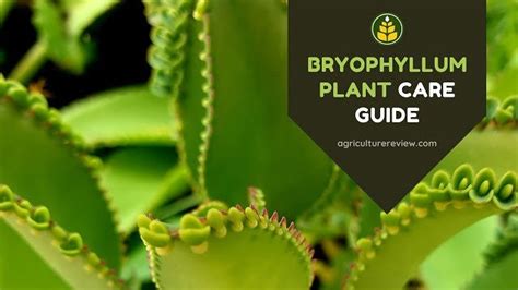 Bryophyllum Plant: Gardening Tips & Care Guide