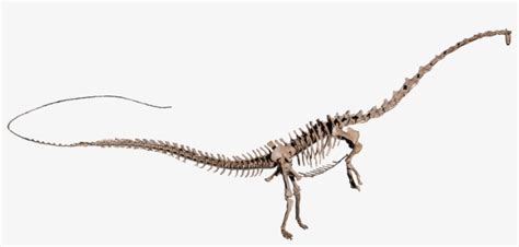 Amphicoelias Brontodiplodocus - Amphicoelias Skeleton Transparent PNG - 903x388 - Free Download ...