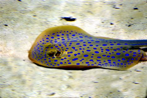 Blue-spotted Stingray – "OCEAN TREASURES" Memorial Library