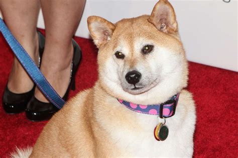 Shiba Inu That Inspired 'Doge' Meme Severely Ill, Says Owner