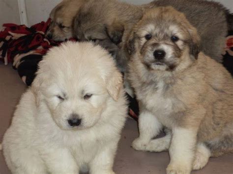 Anatolian-Great Pyrenees LGD puppies for Sale in Hewittsville, Illinois Classified ...