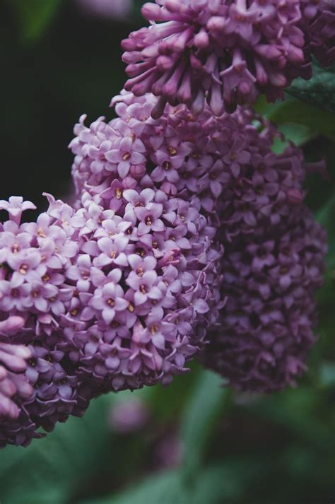 Pin by Naina Kyivna on Lilac | Plants, Lilac, Grapes