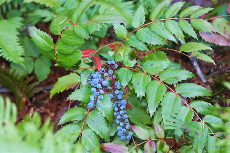 Oregon grape (Mahonia aquifolium). Not a true grape. Although it has useful medicinal properties ...