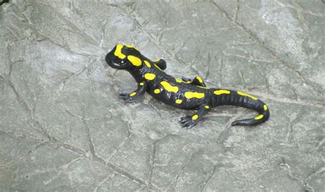 Do Tiger Salamanders Make Good Pets – Care, Habitat and Owners Guide - The Pet Well