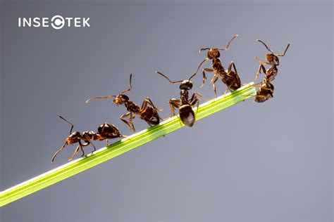 The Social Structure of Insects: How It Influences Their Behavior and Treatments - Insectek Pest ...