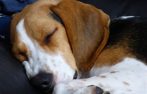 Why do Beagles sleep so much? - Beagle Care