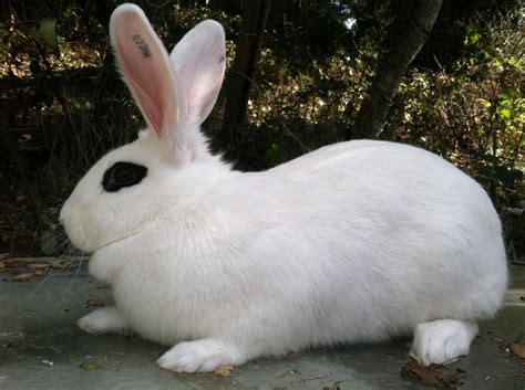 Dwarf Hotot Rabbit: Facts, Personality, Care Sheet & Pictures