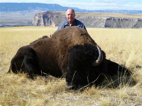 Hunt Montana Buffalo | Elk River Outfitters' Buffalo Hunt Site