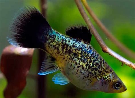 Common Platy (Xiphophorus maculatus) | Tropical Fish Keeping