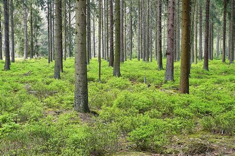 forest, pine forest, trees, spruce, forest plants, forest floor, leaves ...