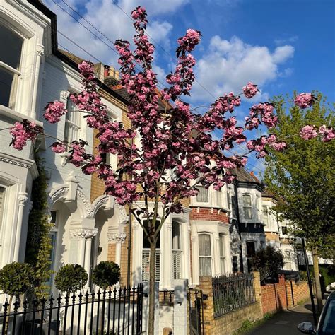 Purple Leaf Cherry Blossom Tree | Prunus serrulata 'Royal Burgundy ...