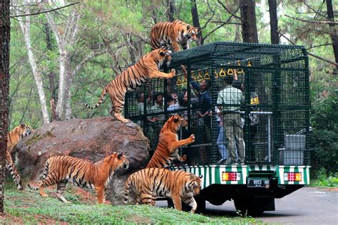 Spot Lokasi yang Bisa Kamu Kunjungi di Taman Safari Prigen!