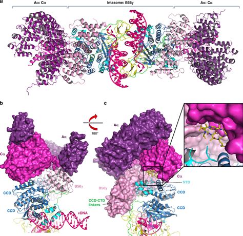 Model of the complete STLV-1 intasome: PP2A holoenzyme complex a The ...