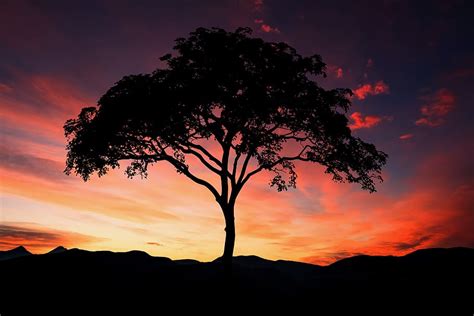 Online crop | HD wallpaper: sunset, tree, silhouette, landscape, nature ...