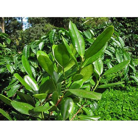 Allspice Plant at Rs 120/piece | Barashara | Kolkata| ID: 19455061930