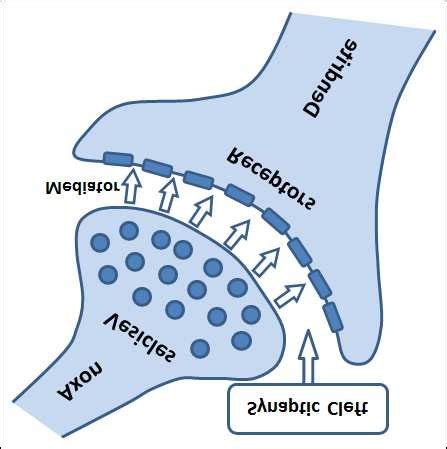 The general structure of a chemical synapse: the presynaptic membrane ...