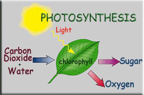 Photosynthesis Gif Image