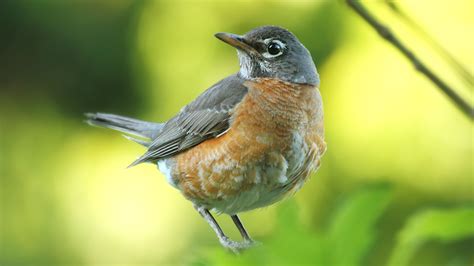 Baby Robin Bird 5K Wallpaper | HD Wallpapers