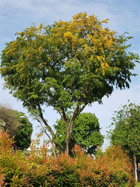 NParks - [sTREEt names] The Angsana is a large tree...