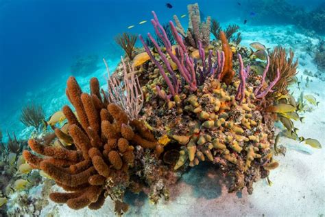 Where to Go Snorkeling in Grand Cayman | Celebrity Cruises