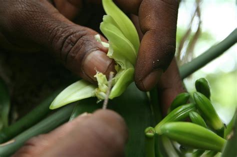 vanilla pollination | Sustainable Food Lab