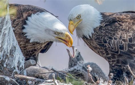 Bald Eagles Feeding Chicks – Tom Murphy Photography