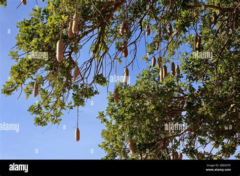 Sausage tree (Kigelia) with pods Stock Photo - Alamy