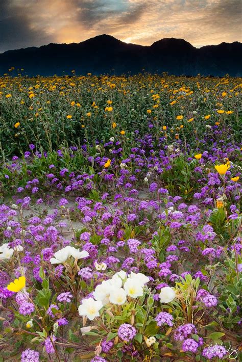 Anza Borrego Superbloom Photo | Richard Wong Photography