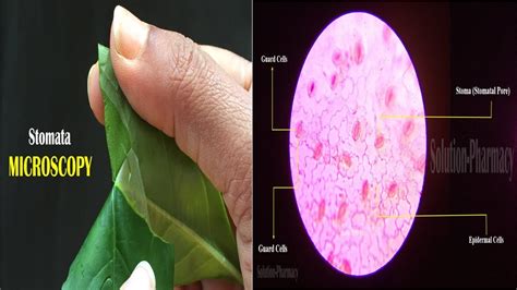 How to Prepare Stomata Slide | Microscopic Study of Stomata | Stomata Slide Preparation ...