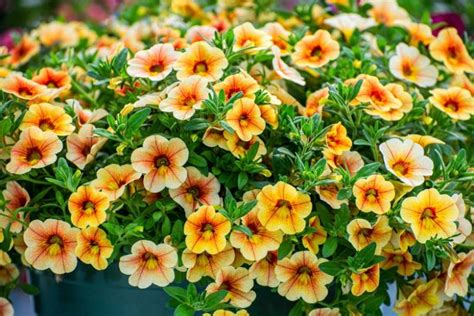 Calibrachoa: How to Grow and Care with Success