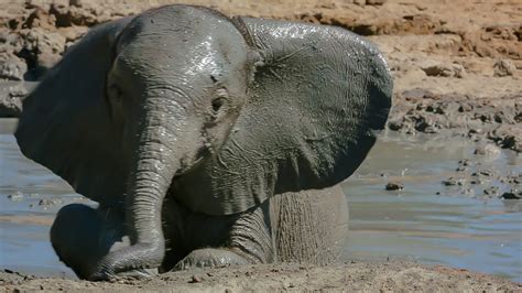 Baby Elephant's Adorable First Bath | BBC Earth - YouTube