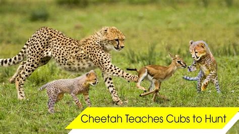 Cheetah Cubs Hunting