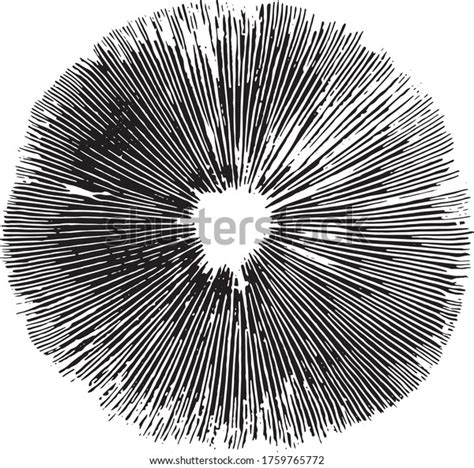 418 Spore Print Stock Vectors, Images & Vector Art | Shutterstock