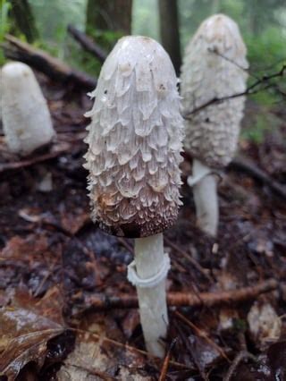 Cantharellus lateritius : r/MushroomPorn