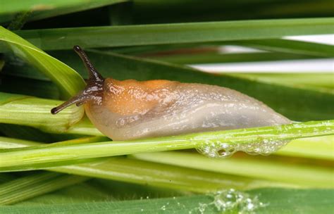 Slug Slime Inspires Scientists To Invent Surgical Glue : Shots - Health ...