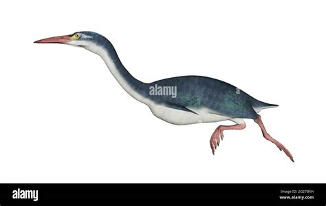 Hesperornis prehistoric bird, side view isolated on white background Stock Photo - Alamy