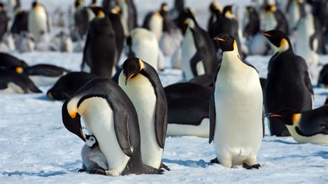 Emperor penguins are now listed as threatened species | Fox Weather