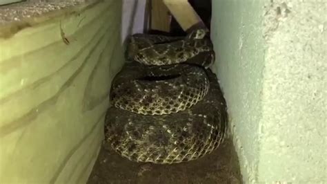 Shocking Video Captures Heart-Stopping Encounter with Enormous Snake in an Abandoned House