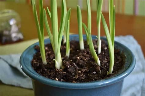 Grow garlic indoors: Ready for light harvest in two weeks - Green Home DIY